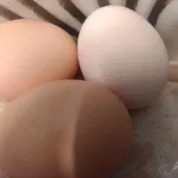 تخم مرغ محلی