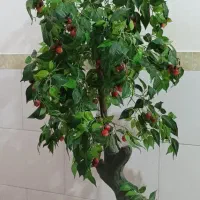 درختچه گیلاس مصنوعی