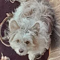 سگ شیتزن|سگ|یزد, |دیوار