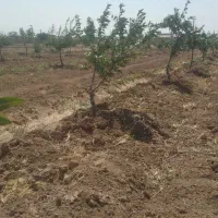 باغ|فروش دفتر صنعتی، کشاورزی، تجاری|دشتابی, |دیوار