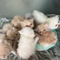 گربه پرشین سوپر فلت خاص و اصیل