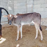 فروش گوساله نر سه ماهه