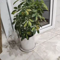 شفلرا ابلق|گل و گیاه طبیعی|قزوین, |دیوار