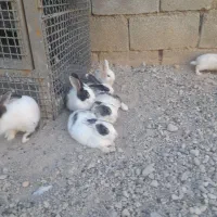 خرگوش خوب