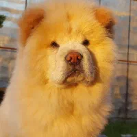 چاوچاو نر برای جفت زدن