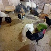 مرغ کوشین لهستانی ابریشمی