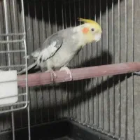 عروس هلندی مولد|پرنده|بیرجند, |دیوار