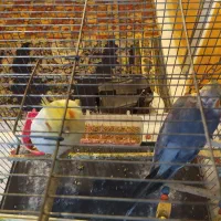 عروس هلندی