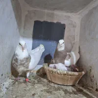 کبوترطوقی،مولد