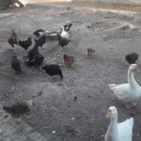 مرغ و خروس|حیوانات مزرعه|قم, پردیسان|دیوار