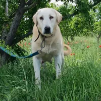 واگذاری سگ ماده عراقی