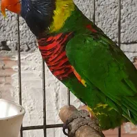 طوطی لری نر