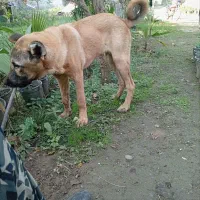 سگ سرابی ۶ماهه ماده