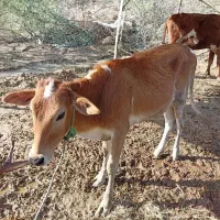 گوساله فروشی دربنذرک