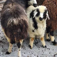 گوسفند و بره