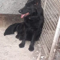 ماده ژرمن بلک شولاین پرپشم باشیب مناسب|سگ|مشهد, انقلاب|دیوار