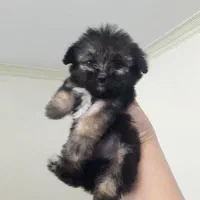 توله سگ پامر شیتزو