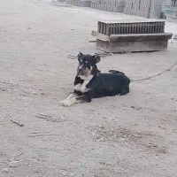 سگ سرابی