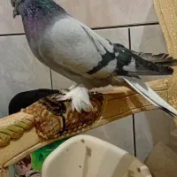 فروشکبوترکچیدمسفید|پرنده|کیار, |دیوار