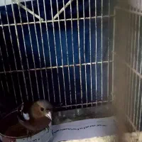 سهره  معاوظه کبوتر