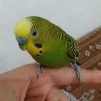 یک جفت مرغ عشق|پرنده|بروجرد, |دیوار