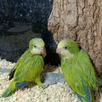 خریدوفروش گرینچیک ملنگو شاه طوطی کاسکو راهب خورشید|پرنده|قم, باسکول|دیوار