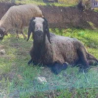 قوچ اصیل شال|حیوانات مزرعه|منجوان, |دیوار