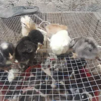 جوجه مرغ|حیوانات مزرعه|شیراز, بید زرد|دیوار