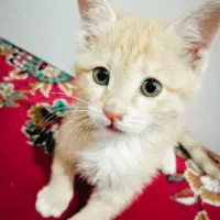 بچه گربه گمشده