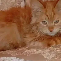 پرشین اسکاتیش