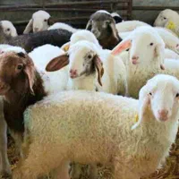 فروش گوسفندی زنده بره نذری.عقیقه و..شبانه روزی