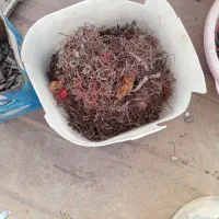 خریدار ضایعات مولیبدن و الماس و تنگستن و قلع