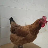 مرغ خانگی خوشگل