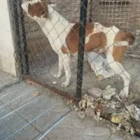 سگ پیتبول . غفقازی