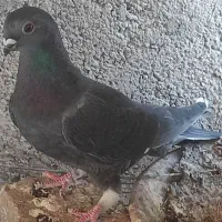 کفتر ماده موشی