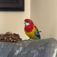 طوطی رزیلا شرقی