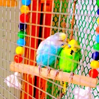 ی جفت مرغ عشق