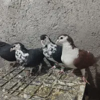 4تا ماده چپ وساده افشون