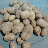 فروش 500 کیلو سیب زمینی سورت شده