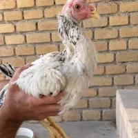 خروس لاری