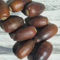 بلوط برای شب یلدا