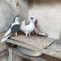 کفتر رنگه هوایی کله وسینه|پرنده|مشهد, کوه سنگی|دیوار