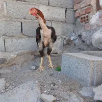 خروس لاری|حیوانات مزرعه|اسکو, |دیوار