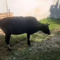 فروش ۲عدد گاو شیر کر