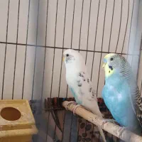 ی جفت مرغ عشق مولد