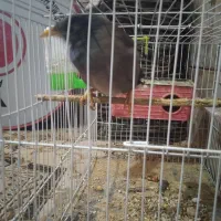 مرغ مینا|پرنده|نرماشیر, |دیوار