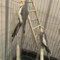 عروس هلندی سخنگو با قفس|پرنده|ری, دیلمان|دیوار