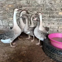 قوغاز و مرغ و خروس|حیوانات مزرعه|زابل, |دیوار