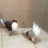 طاقی سرخ کمیاب نروماده کاکلی با دوتا جوجه بالغ