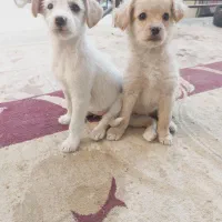 دوتوله حناوبرفی|سگ|گلپایگان, |دیوار